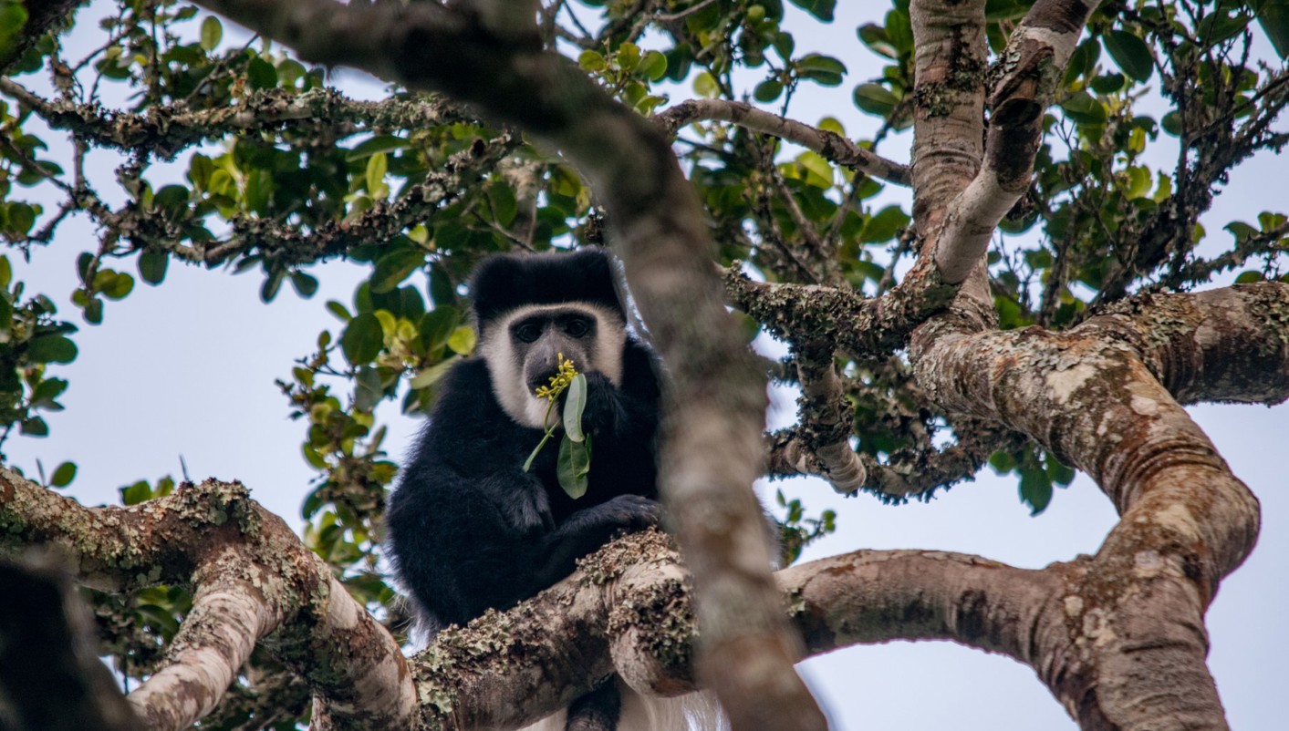 imagen de cabecera del circuito Tierras de Kenia